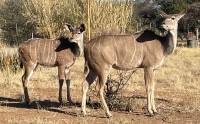 Kudu Melanie mit Nachwuchs