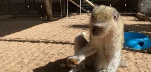 Meerkatze