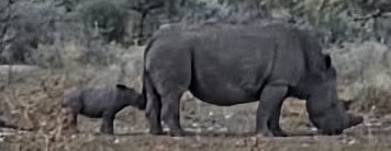Nashorn